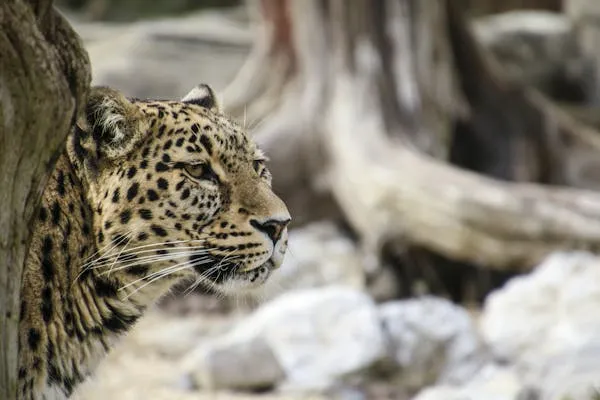 Side View of Leopard Watching Behind the Tree Wallpaper