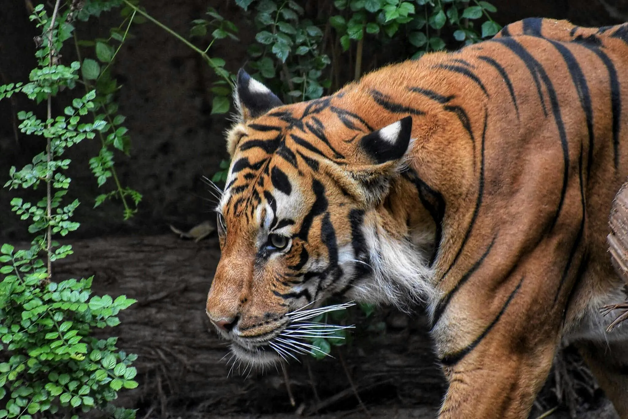 Side View Of Tiger Walk In The Forest Nature Hd Wallpaper