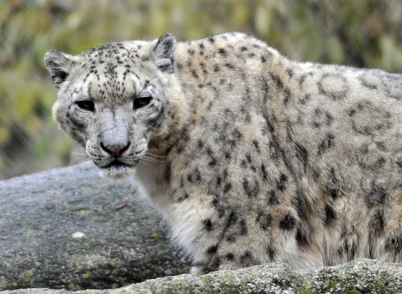 Side View of Snow Leopard Standing on Rock Wallpaper