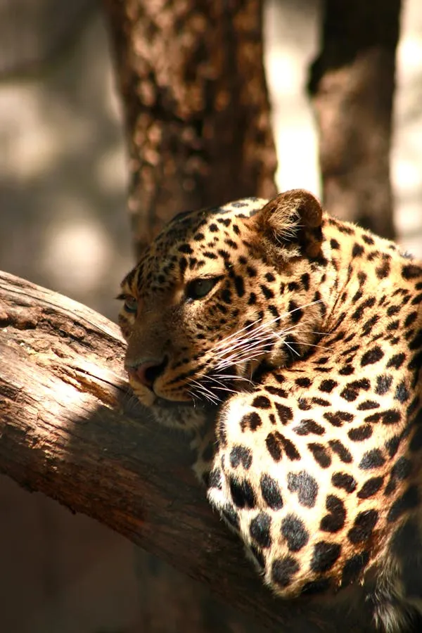 Sleeping Leopard Curled on Tree Branch in the Sunlight