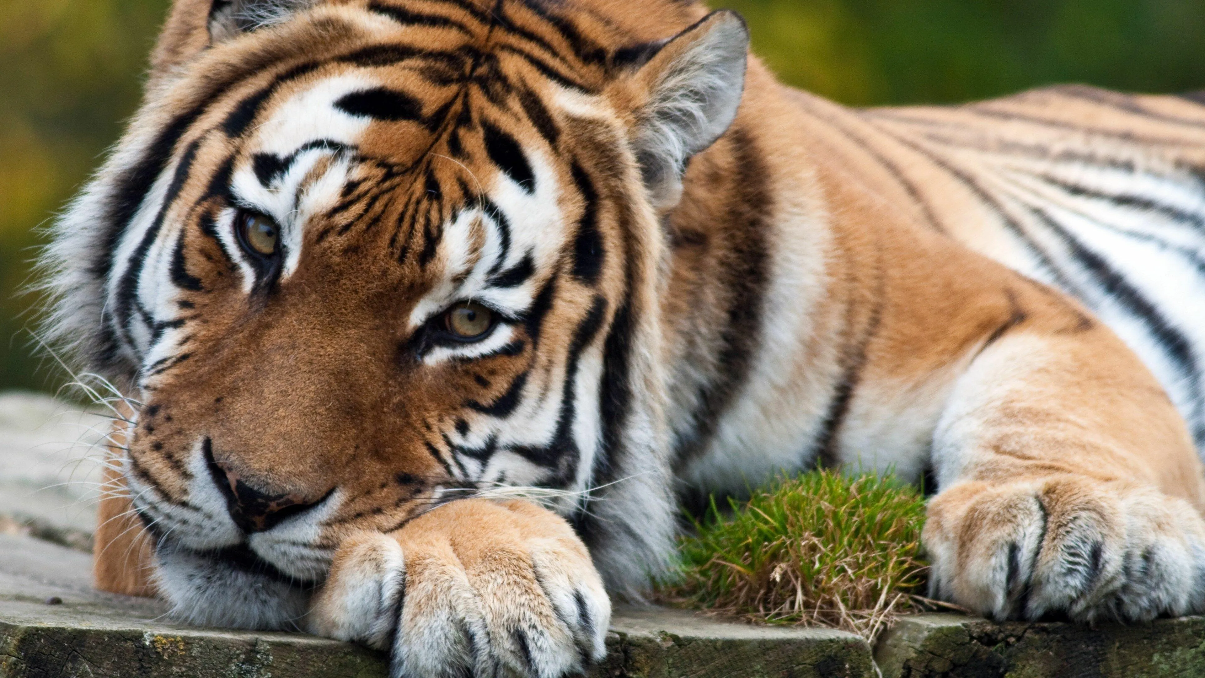Sleepy Mind Image Of Tiger Wildlife Photography Wallpaper