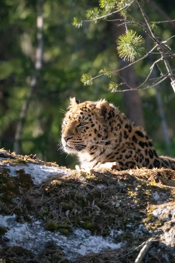 Small Leopard Cub Sitting Alone in Snowy Forest Wallpaper