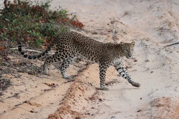 Small Leopard Walking Across the Beach Sand Free Wallpaper