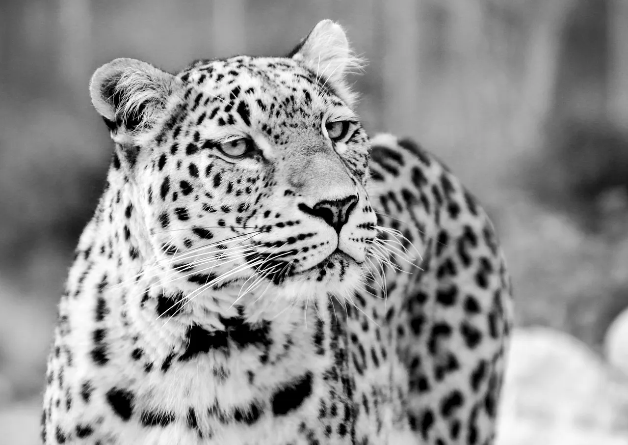 Snow Leopard in Black and White Contrast Free Wallpaper