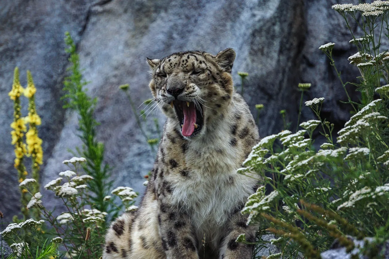Snow Leopard Caught Yawn Surrounded By Flowers and Rocks