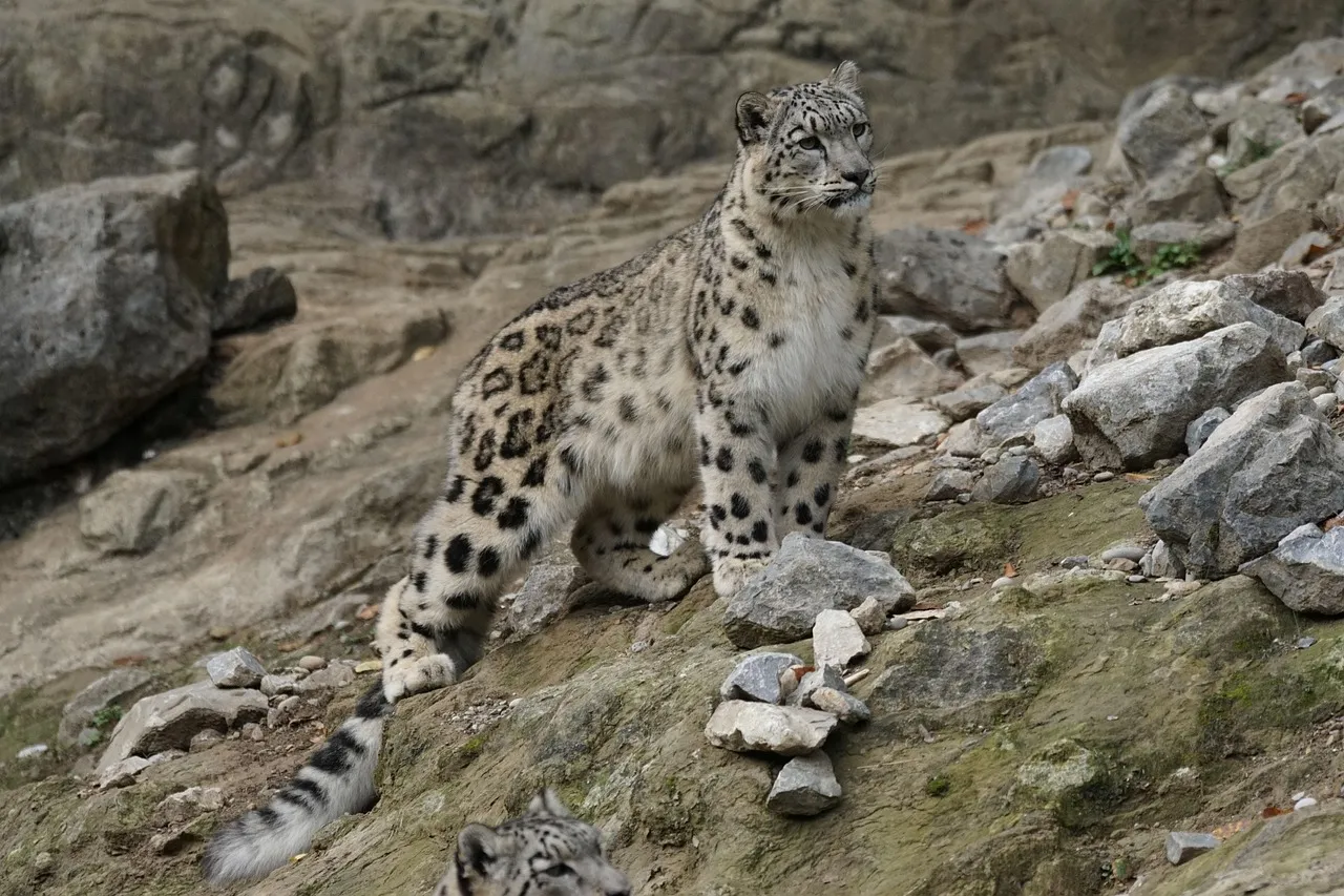 Snow Leopard Is Climbing on the Rocky Mountain Wallpaper