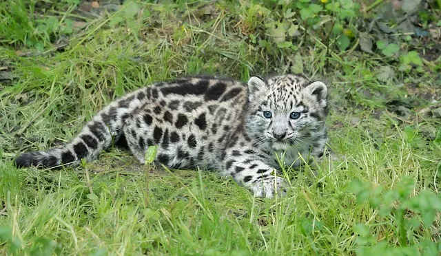 Snow Leopard Cub Lying Calmly in Grassy Field Wallpaper