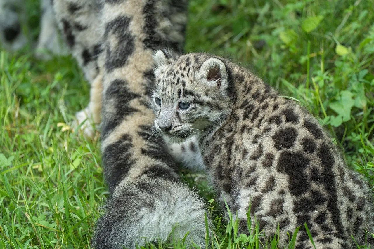Snow Leopard Cub with Mother in Wild Natural Habitat Image