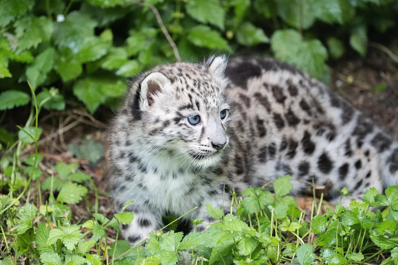 Snow Leopard Cub Rare Wildlife Moment Captured HD Wallpaper