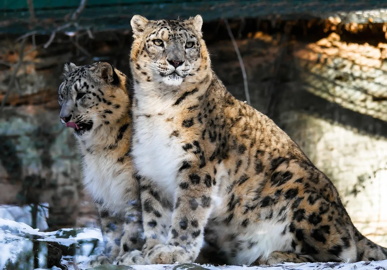 Snow Leopard Duo Standing Majestically in the Winter Sun