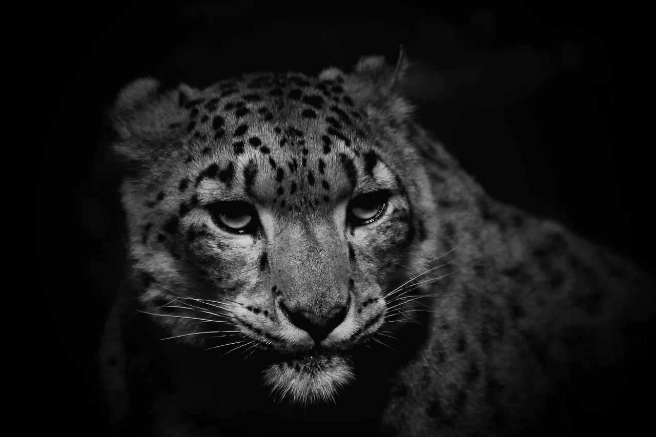 Snow Leopard Face in Black and White with Intense Shadows