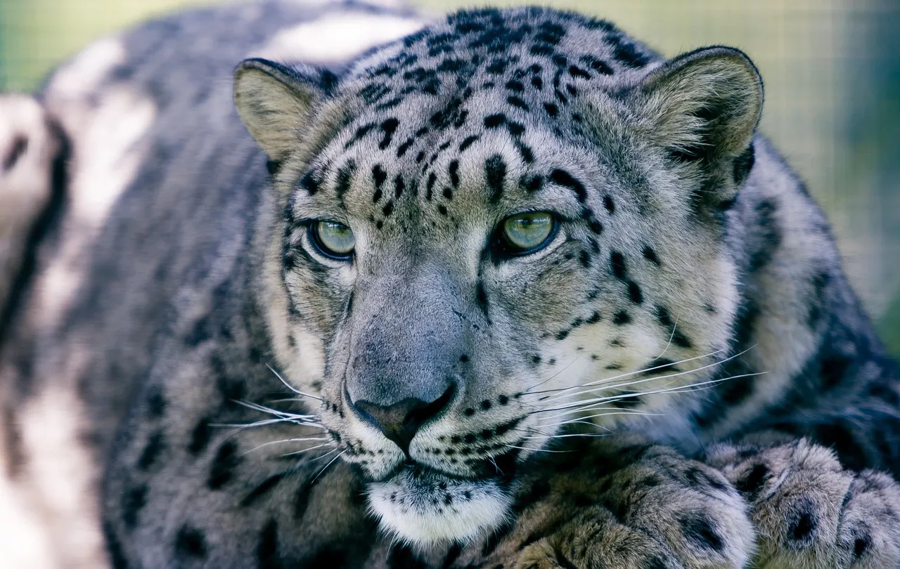 Snow Leopard Intense Gaze in Rare Close Up HD Wallpaper