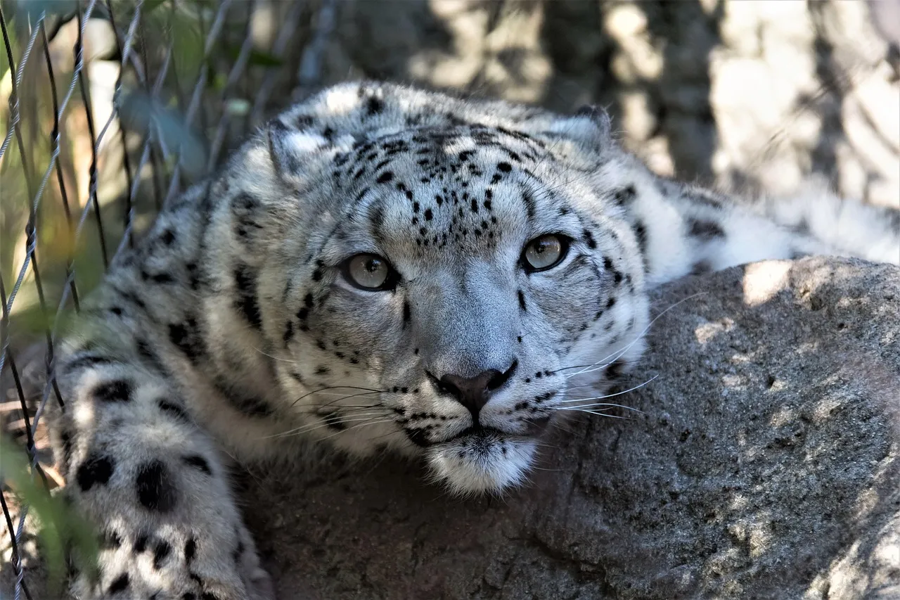 Snow Leopard with Intense Gaze and Resting on Rock