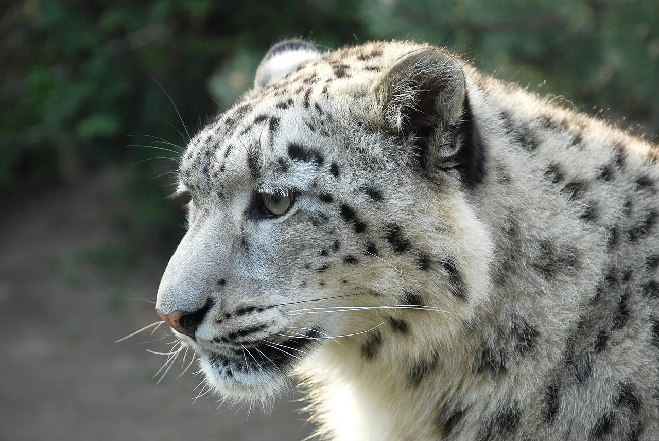 Snow Leopard Landscape Face Closer View HD Free Wallpaper