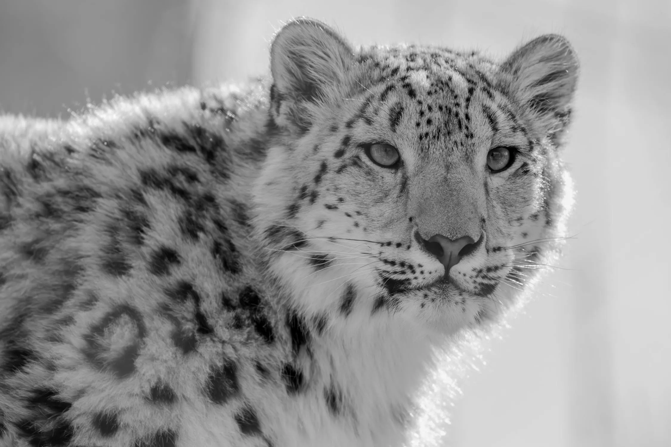 Snow Leopard Looking Back in Soft Light Landscape Wallpaper