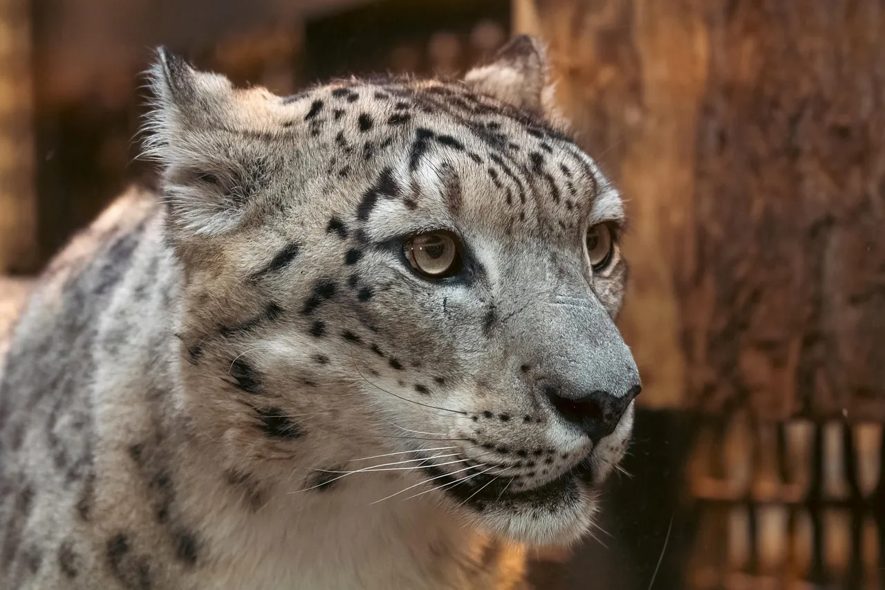 Snow Leopard Looking Intensely Face Close Up View Wallpaper