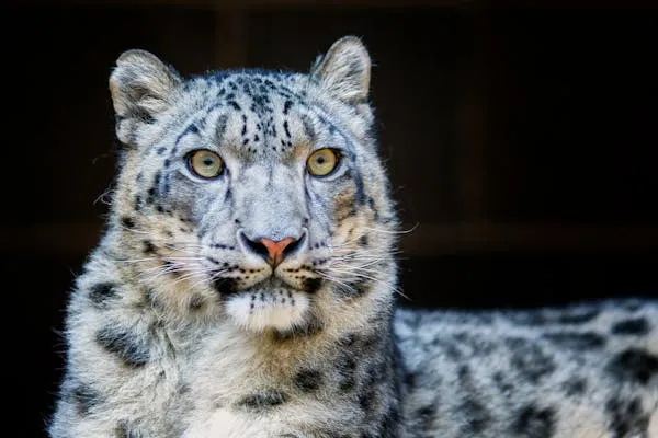 Snow Leopard Looking Intensely Zoomed in View Free Wallpaper