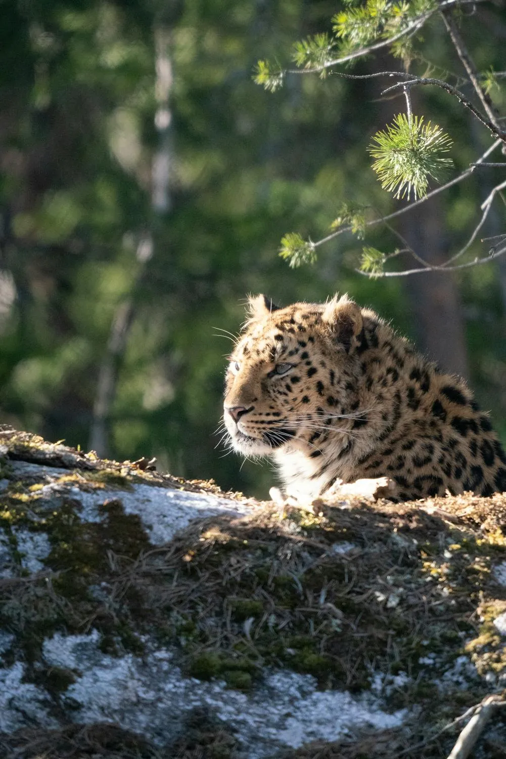 Snow Leopard Looking Quietly from Rocky Mountain Wallpaper