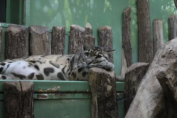 Snow Leopard Lying Calmly Behind Fence in Small Enclosure