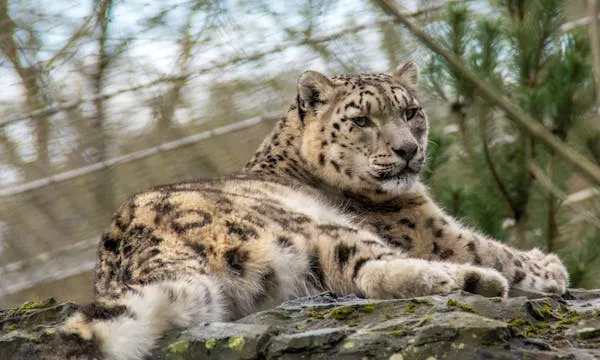 Snow Leopard Lying Calmly on Rocky Platform in Sunlight