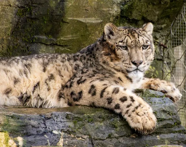 Snow Leopard Lying Relaxed on Rocks in Bright Daylight
