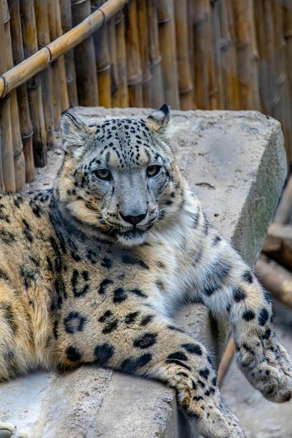 Snow Leopard Is Lying on Stone HD Wildlife Photography