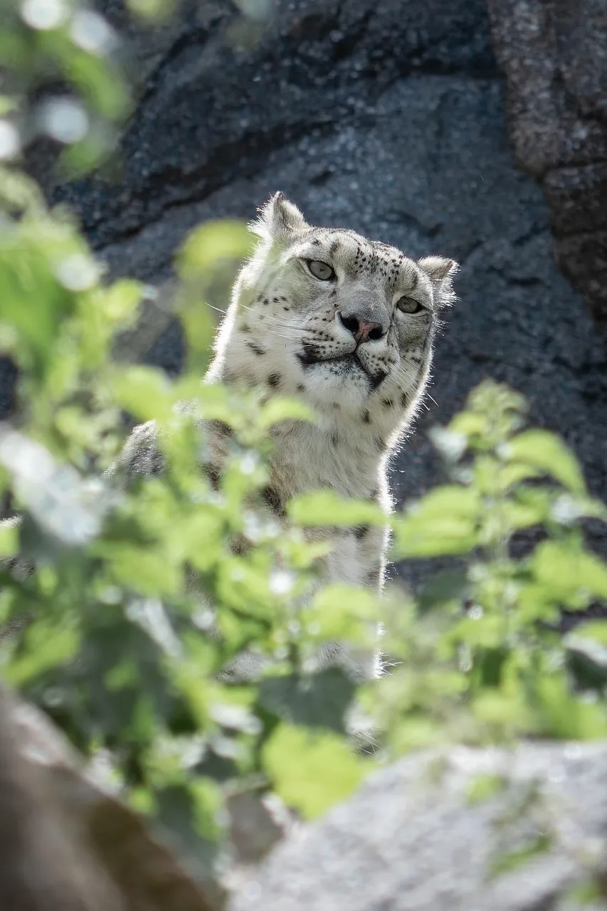 Snow Leopard Peeking Through Leaves Near Gray Rocks