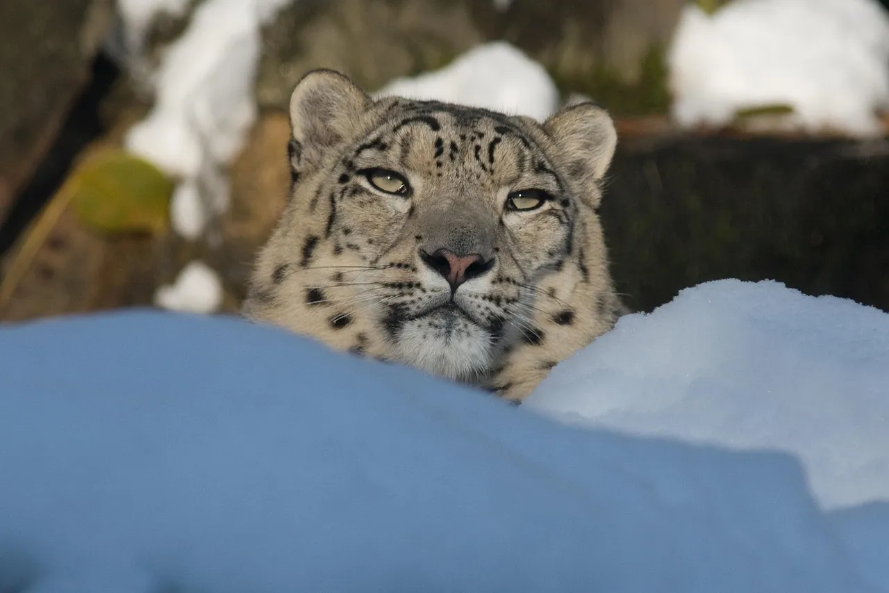Snow Leopard Resting Behind Pile of Soft Snow Wallpaper