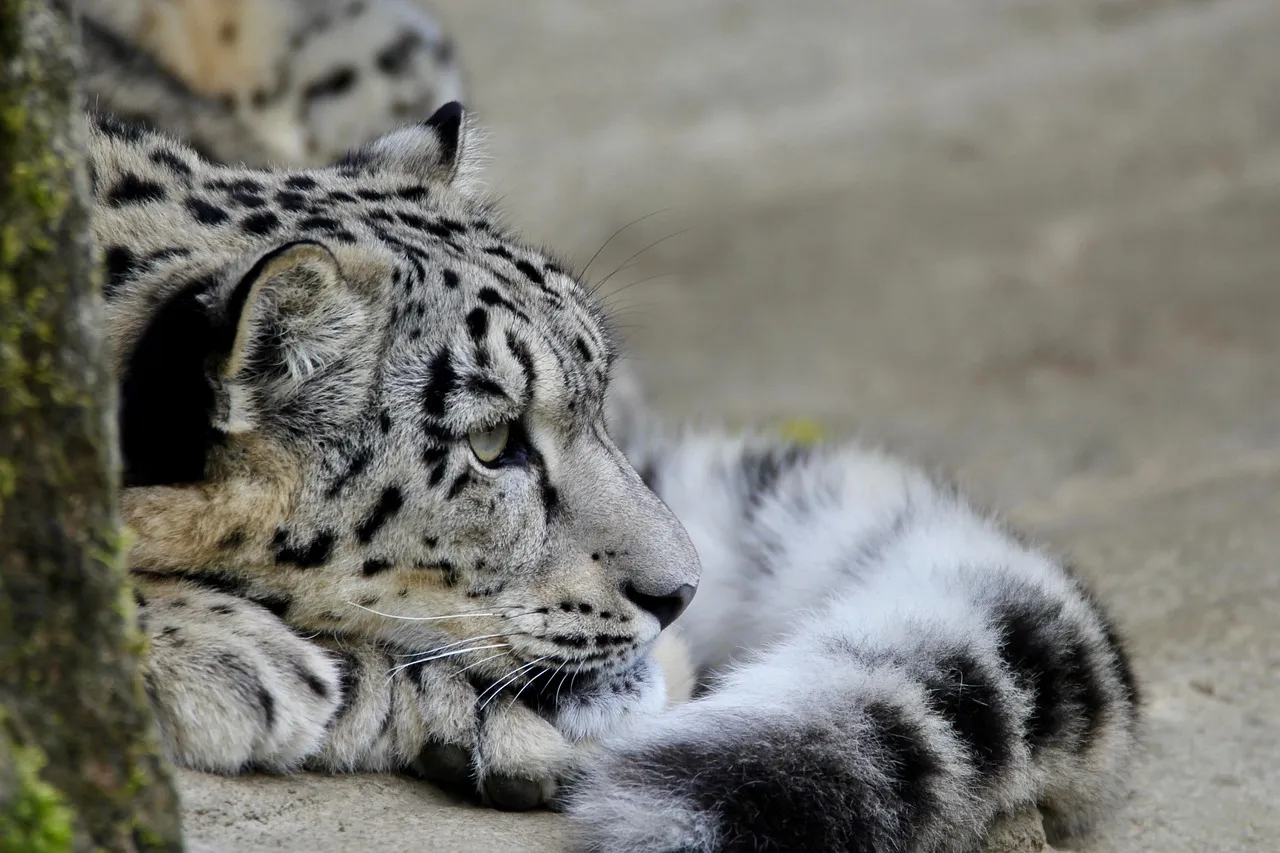 Snow Leopard Resting with Calm Expression Wildlife Image