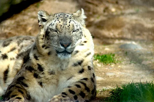 Snow Leopard Resting Peacefully on Rock in the Sunlight