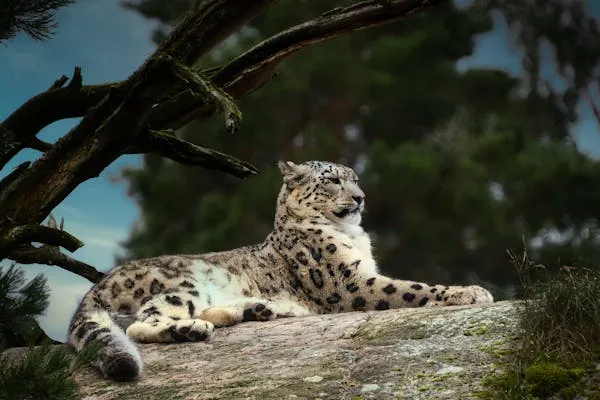 Snow Leopard Resting Peacefully in the Rock Free Wallpaper