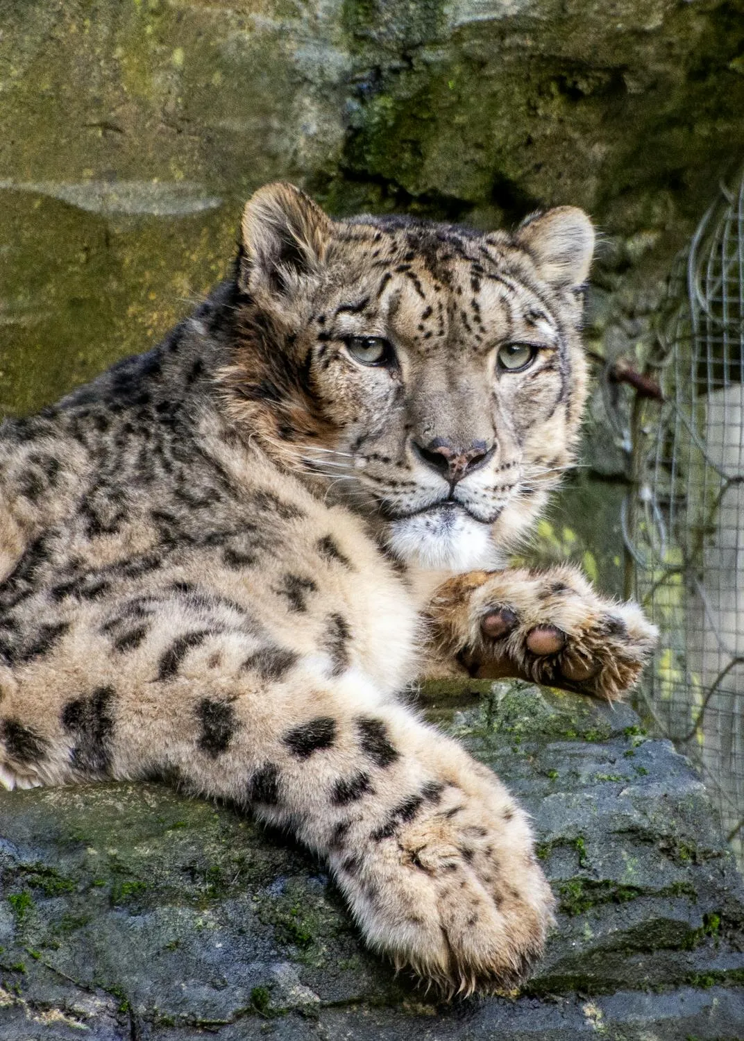 Snow Leopard Resting on Rock Mobile HD Wallpaper