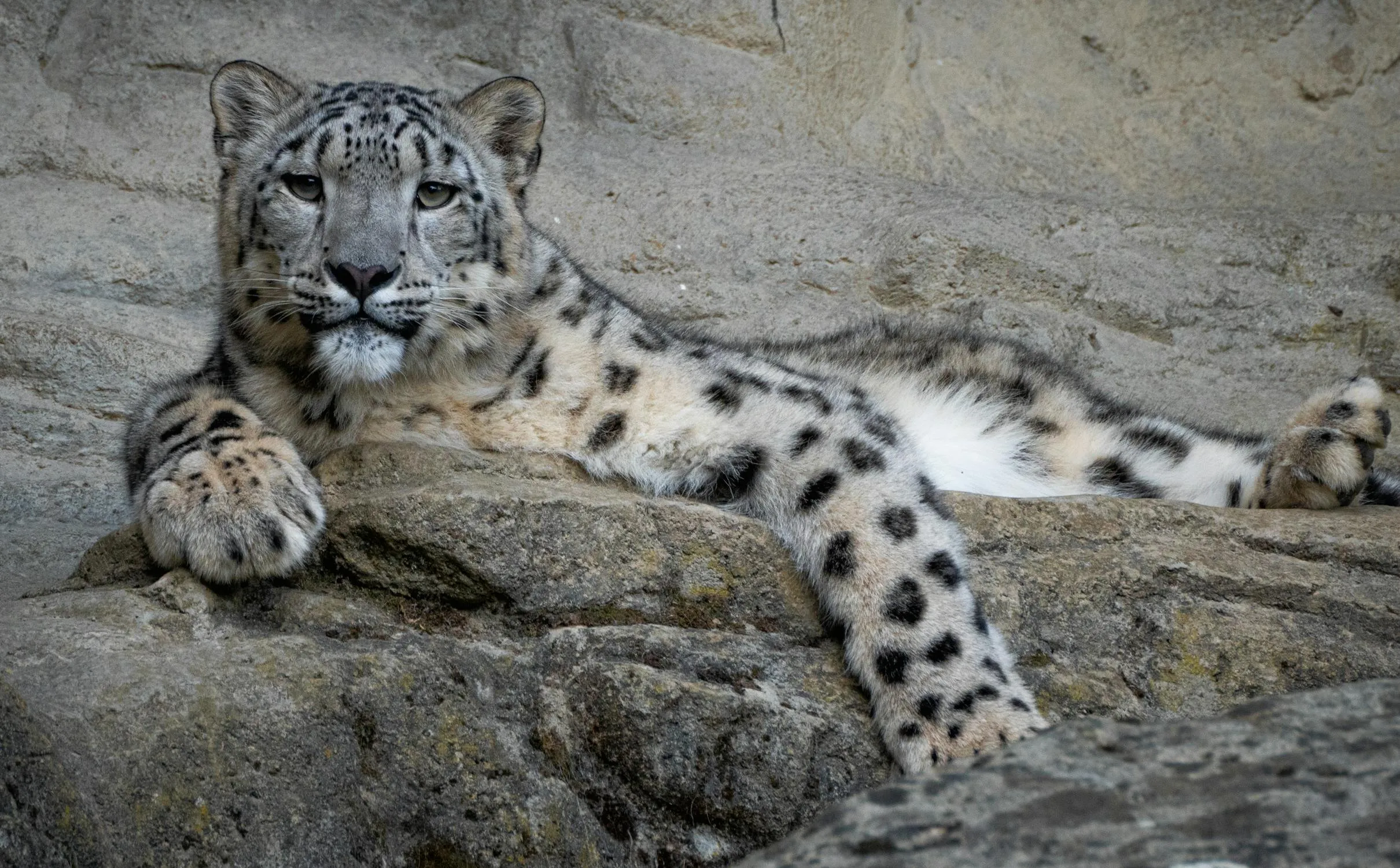 Snow Leopard Resting on Stone Platform in the Wild