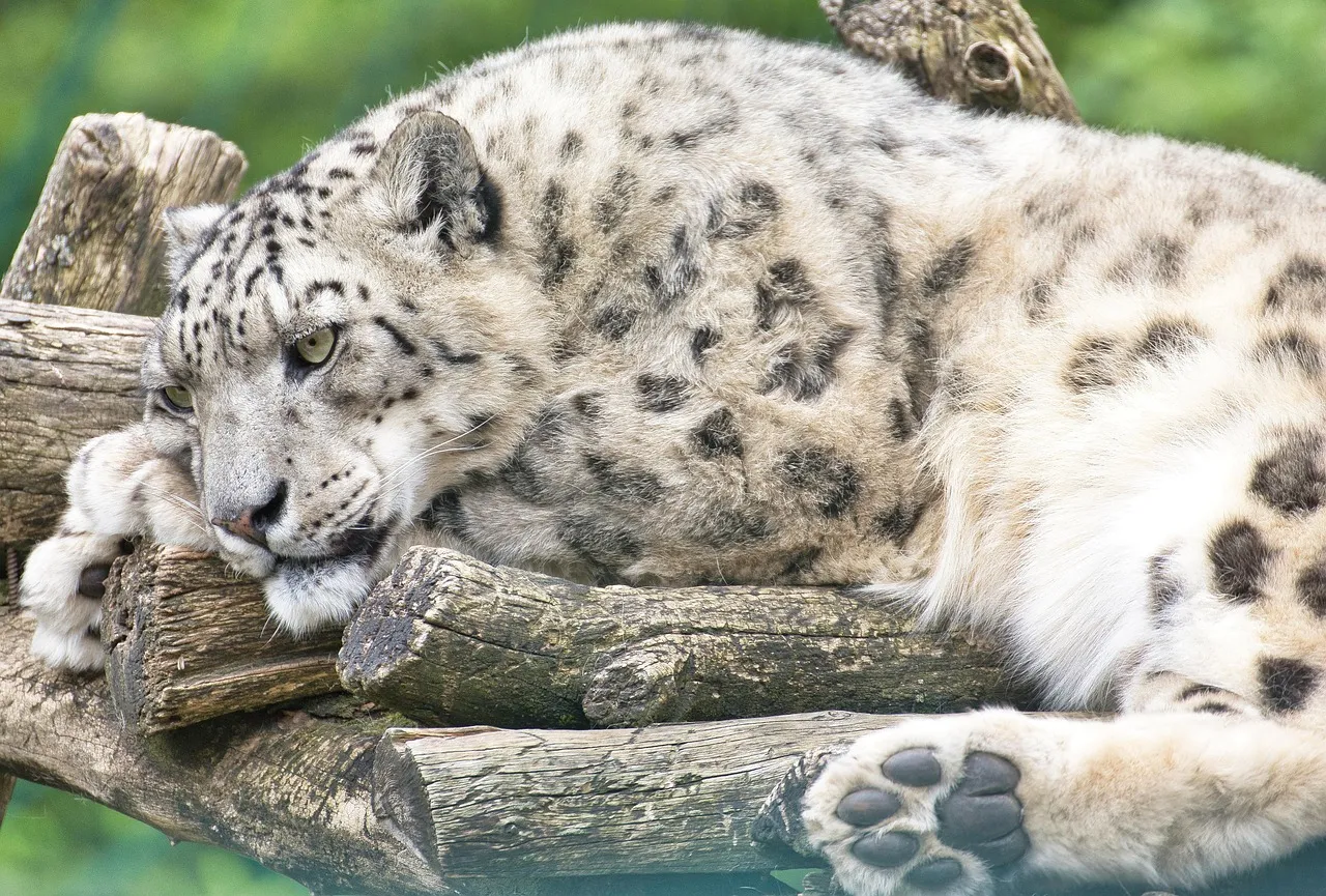 Snow Leopard Resting on the Wood HD Wildlife Wallpaper
