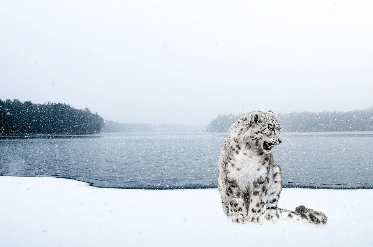 Snow Leopard Sitting Calmly Beside Frozen Winter Lake