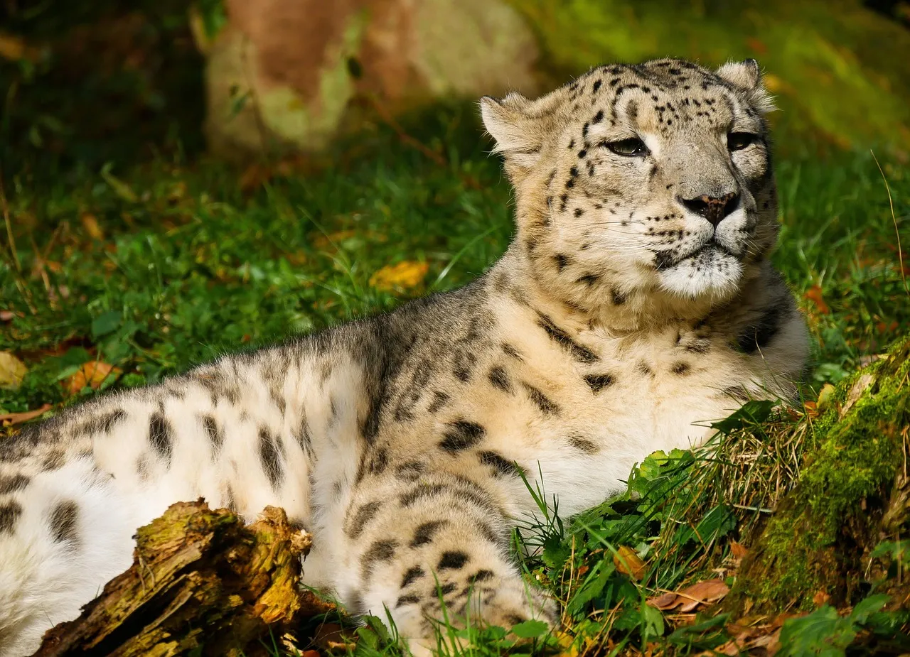 Snow Leopard Sitting Casually in the Grass Wallpaper