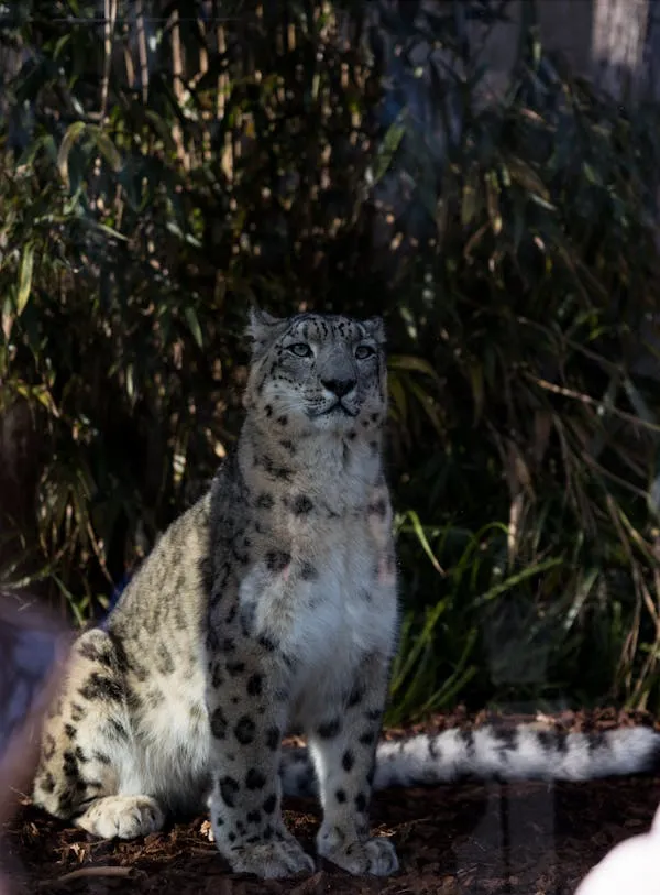 Snow Leopard Sitting Quietly and Looking Up at Trees