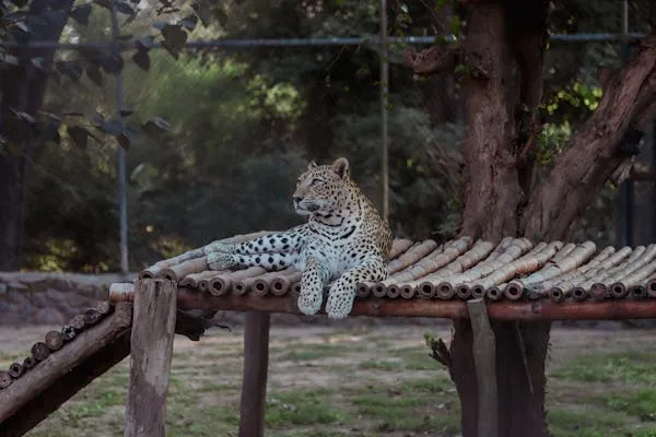Snow Leopard Sitting Quietly on Wooden Bridge in Zoo