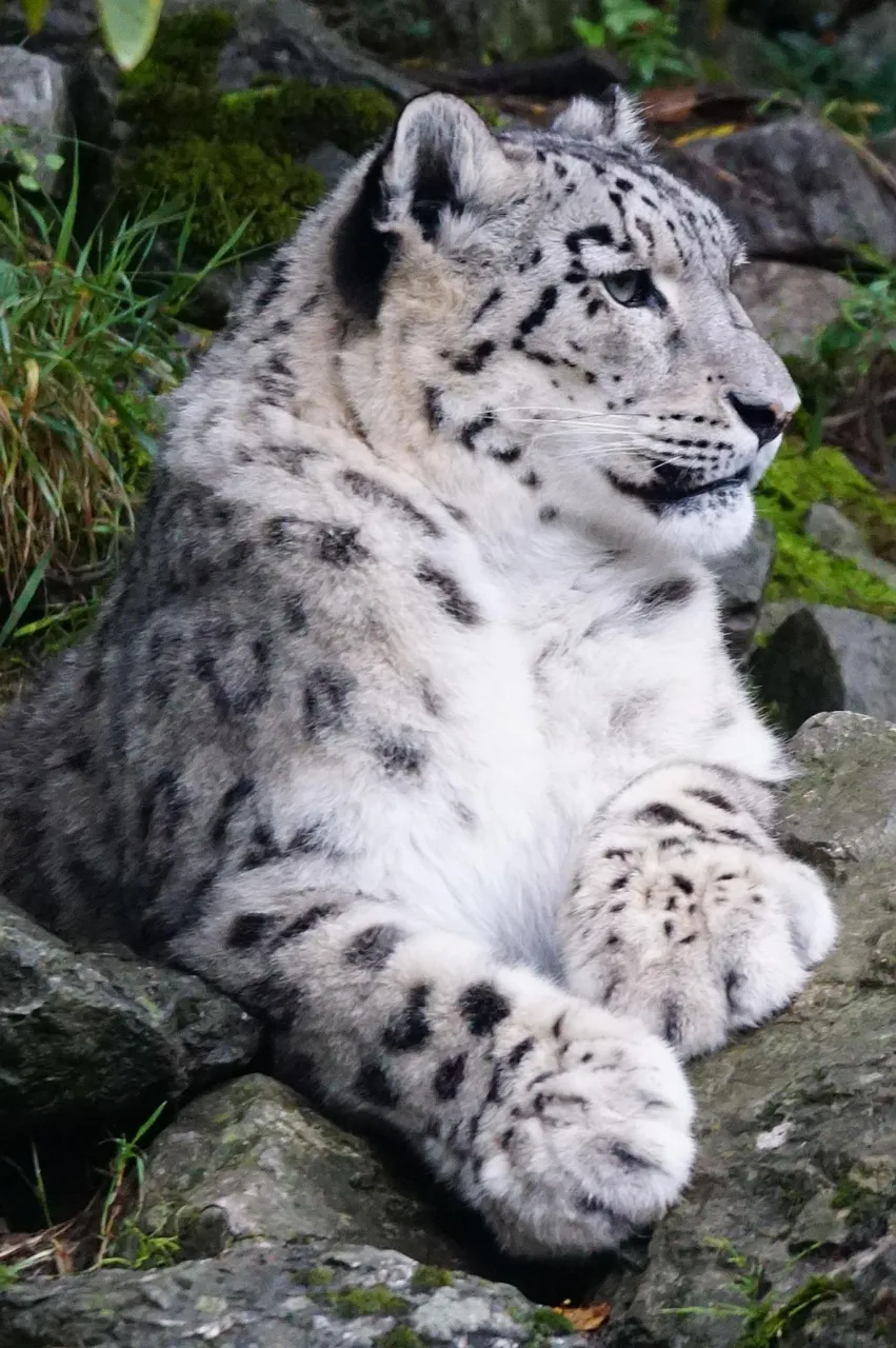 Snow Leopard Sitting on Rocky Place Stunning Wallpaper
