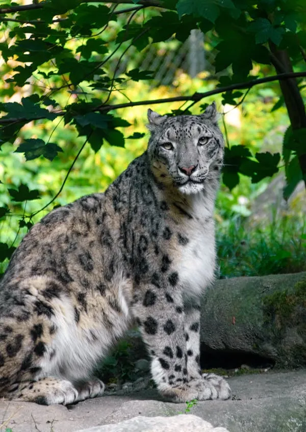 Snow Leopard Standing Alert in Cool Shaded Free Wallpaper