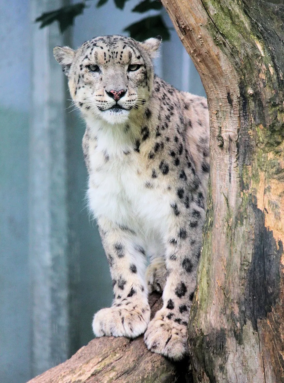 Snow Leopard Is Standing in the Dry Wood and Looks Sharply