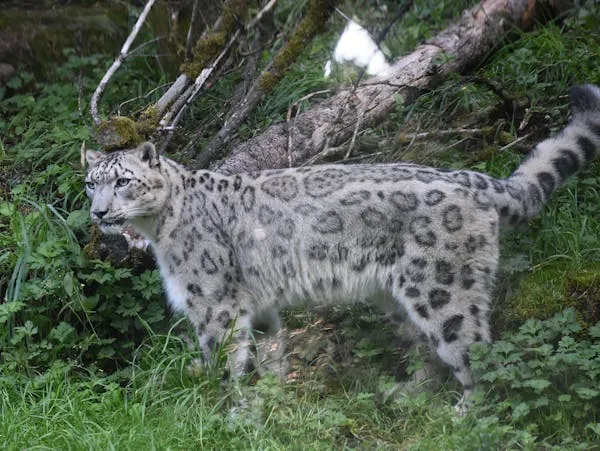 Snow Leopard Standing in the Forest Near Fallen Tree Wood