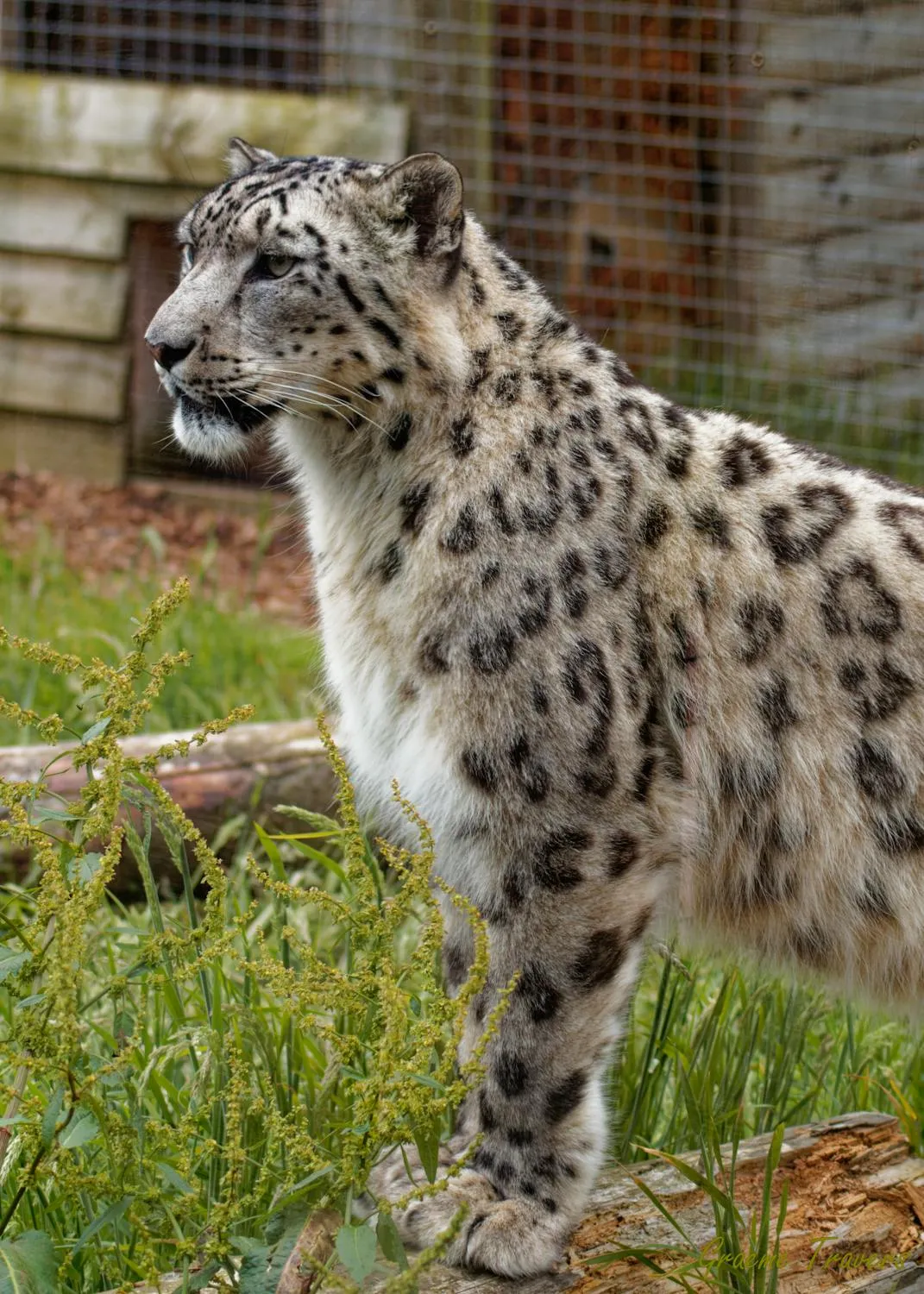 Snow Leopard Walking in Grassy Backyard in Zoo Picture