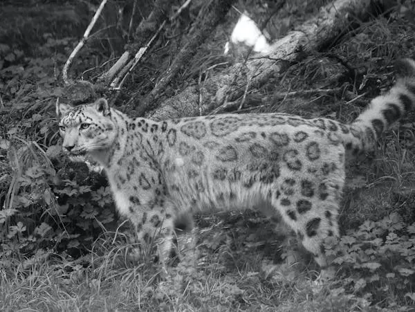 Snow Leopard Walking Slowly in Black and White Wallpaper