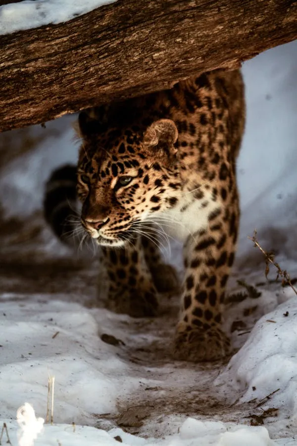 Snow Leopard Walking Through Snow Under the Wood Wallpaper