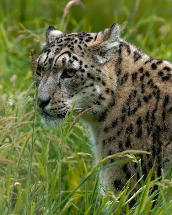 Snow Leopard Walking Through Tall Green Mountain Grass