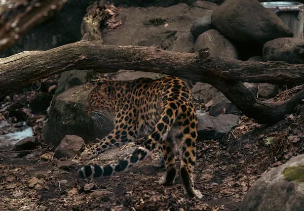 Spotted Leopard Crouching Under the Thick Jungle Tree