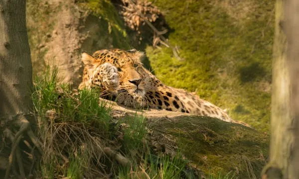 Spotted Leopard Resting Quietly on Green Forest Hillside