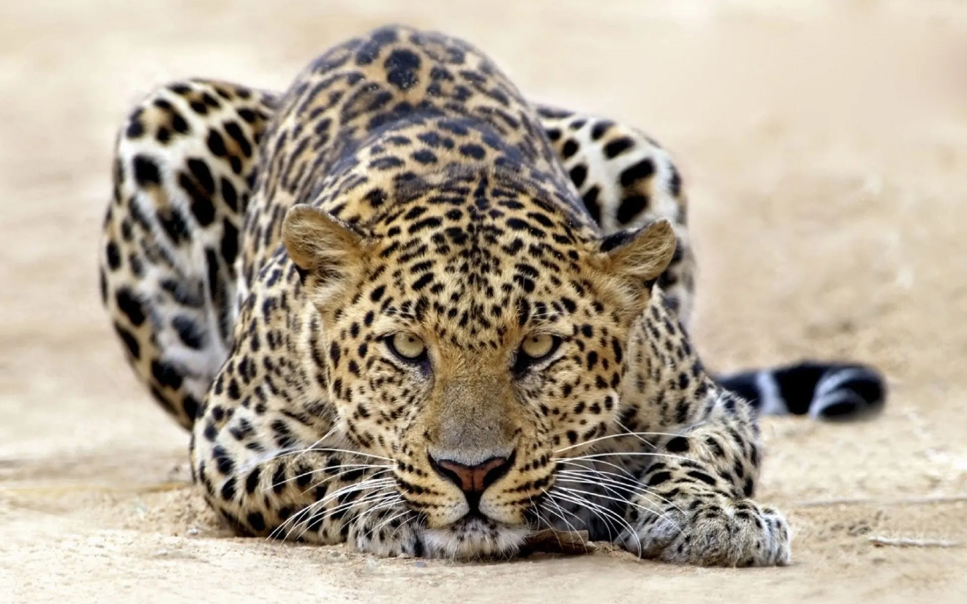 Straight View of Leopard Lying on the Ground Free Wallpaper