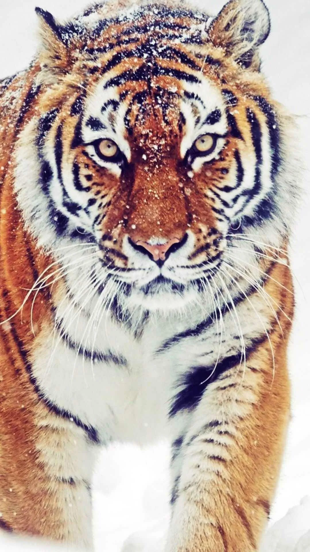 Stunning Close Up Image Of A Tiger In Snow 4K Wallpaper